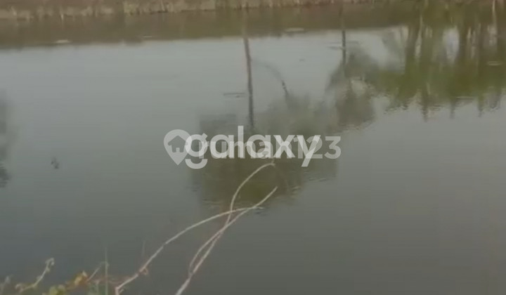 Active Pond Land Cerme Gresik Fast Cheap Loss