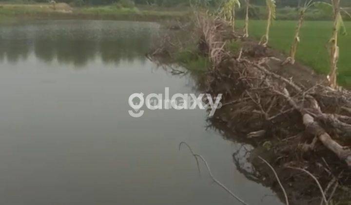 Tanah Tambak Aktif Cerme Gresik 1