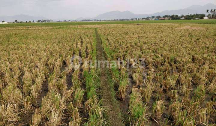 Jual Cepat Tanah Sawah, Pinggir Jalan Raya, Dekat Akses Tol Jual Cepat Tanah Sawah, Pinggir Jalan Raya, Dekat Akses Tol