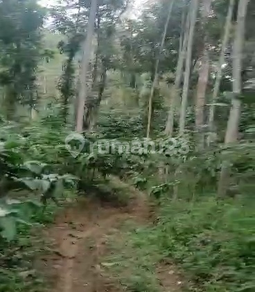 Kebun Kopi 56 Ha Siap Panen Truk di Temanggung Perbatasan Kendal Kebun Kopi 56 Ha Siap Panen Truk di Temanggung Perbatasan Kendal