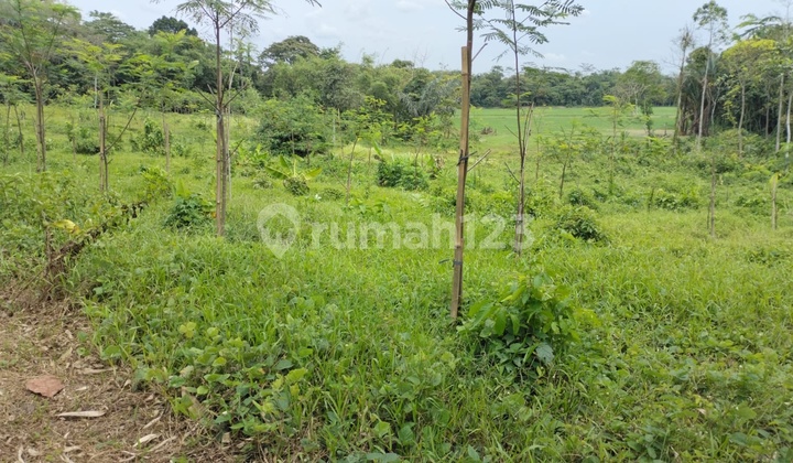 Dijual Cepat Tanah Strategis dipinggir jalan Utama Kabupaten Serang 8