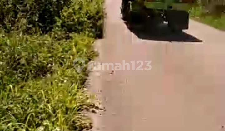 Dijual Tanah Utk Sawit Di Ketapang Kalimantan Barat Dijual Tanah Utk Sawit Di Ketapang Kalimantan Barat