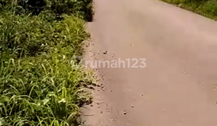 Dijual Tanah Di Ketapang Kalimantan Barat Hanya Utk Perkebunan Sawit Dll