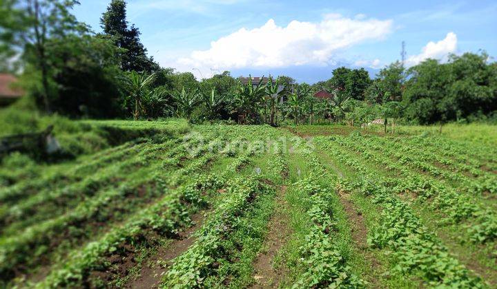 Tanah  dekat kampus ipb dramaga bogor cocok buat kosan 18