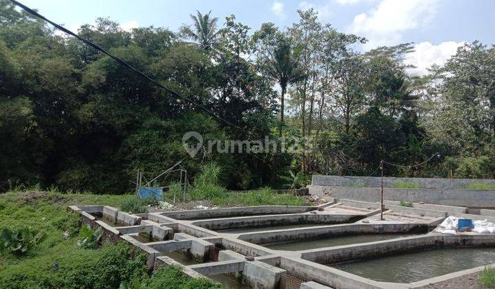 Kolam ikan dan kebun dijual di dramaga bogor 2