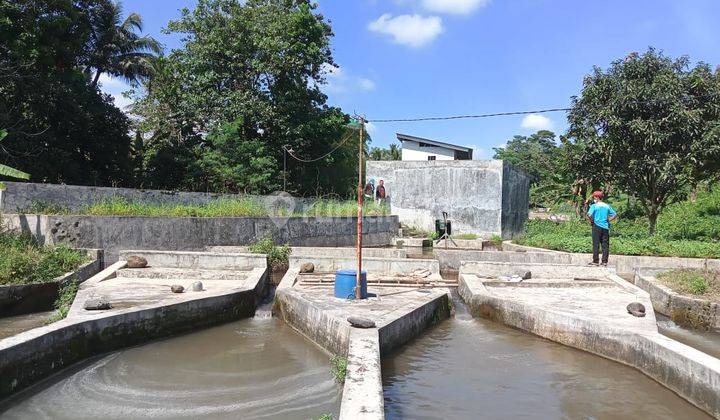 Kolam ikan dan kebun dijual di dramaga bogor 1