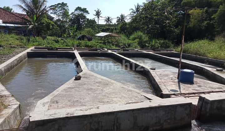 Kolam Ikan dan Kebun Dijual di Dramaga Bogor Kolam Ikan dan Kebun Dijual di Dramaga Bogor