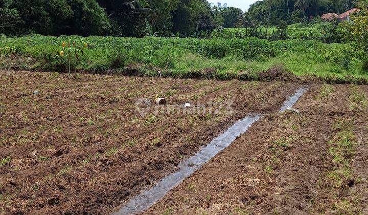 Tanah dijual di ciampea bogor cocok untuk boarding school 2