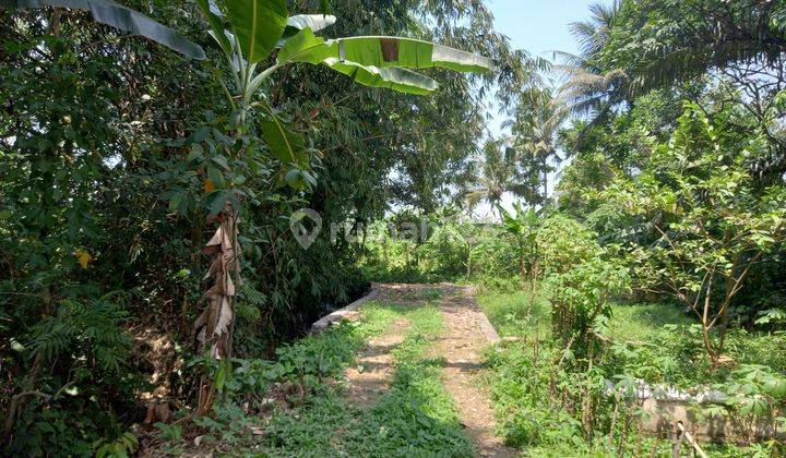 Tanah Kebun Dijual Cepat Di Cinangneng,tenjolaya Bogor 2