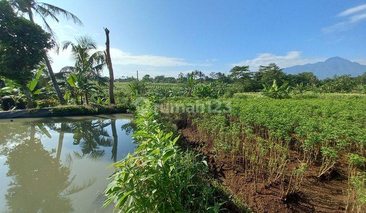 Tanah Kebun Dijual Cepat Di Cinangneng,tenjolaya Bogor 1