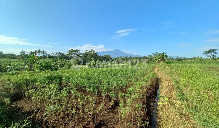 Tanah Kebun View Gunung Dijual Cepat di Bogor Tanah Kebun View Gunung Dijual Cepat di Bogor