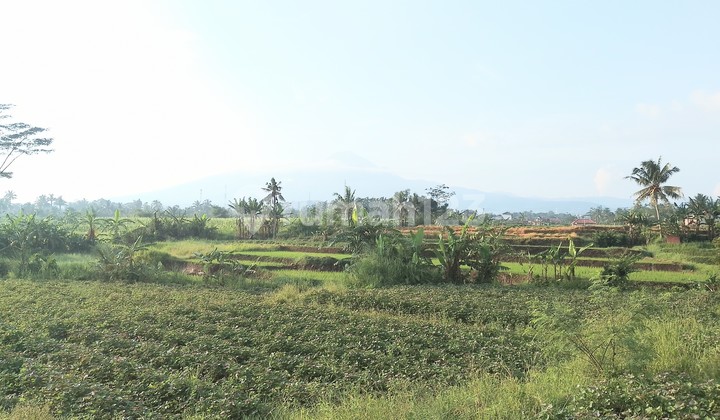 Land for Sale by the Village Road with Mountain View in Ciampea, Bogor