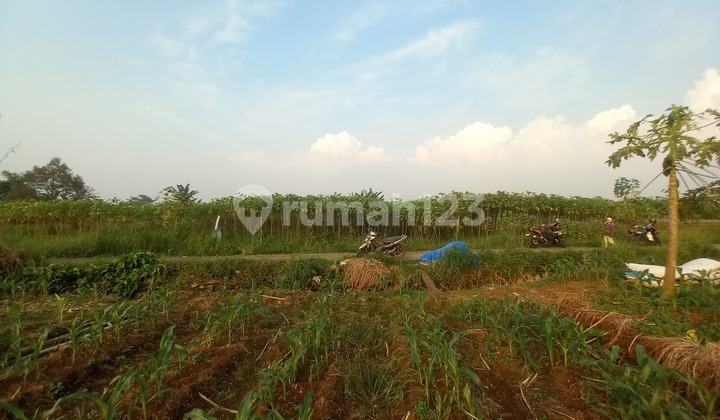 Land by the Village Road for Quick Sale in Bogor Land by the Village Road for Quick Sale in Bogor