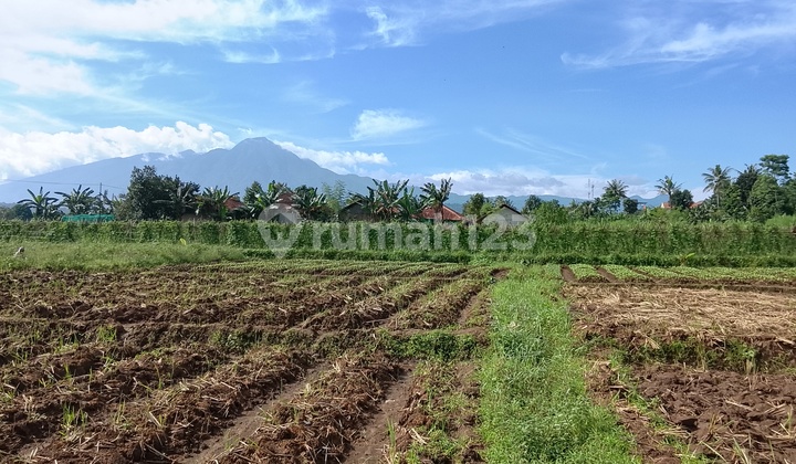 Tanah Tepi Jalan Desa Jual Cepat di Cinangneng Bogor Tanah Tepi Jalan Desa Jual Cepat di Cinangneng Bogor