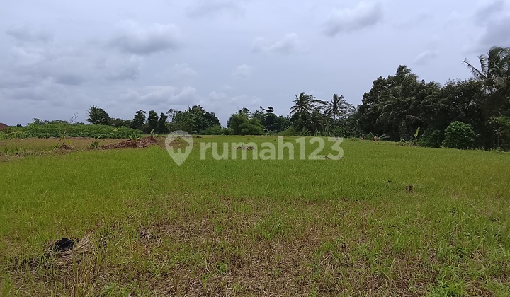 Garden Land For Sale Fast In Ciampea Bogor