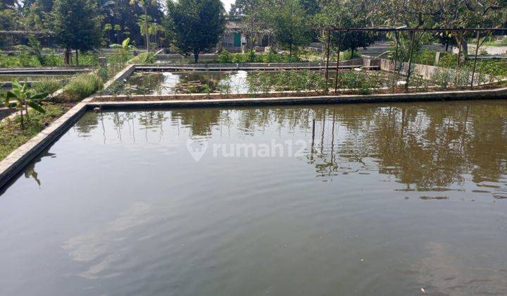 Kolam Ikan  Dan Kebun Buah Dijual Di Bogor 2