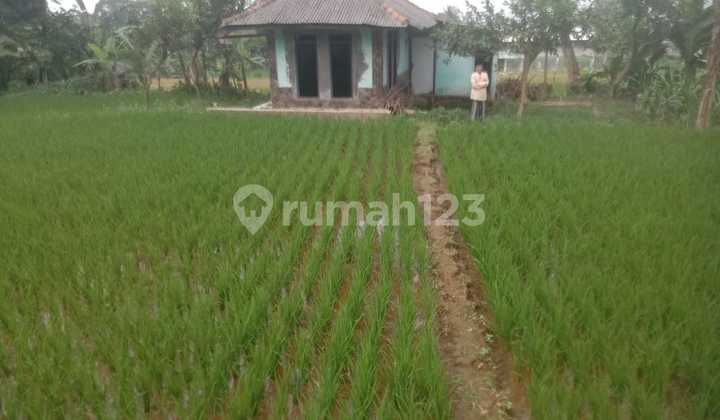 Quick Sale Garden Near Pasar Cihideung, Cijeruk