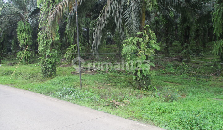 SHM Land Clean and Clear, Suitable For Plantation