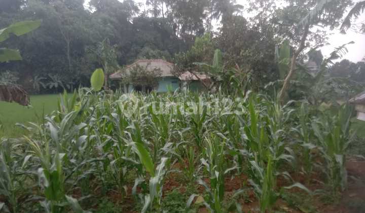 Quick Sale Garden Near Pasar Cihideung, Cijeruk