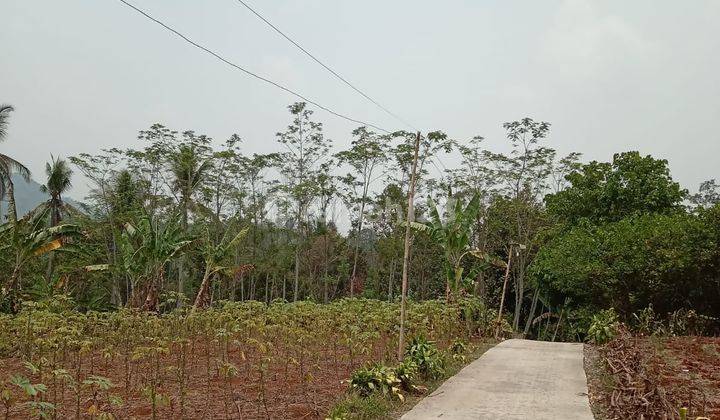 Dijual Tanah Kebun, Bonus Pohon Duren Di Cikembar, Sukabumi 1