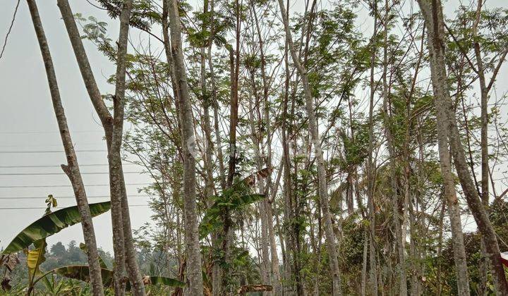 Dijual Tanah Kebun, Bonus Pohon Duren Di Cikembar, Sukabumi 2