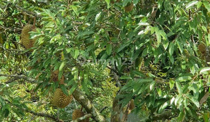 Dijual Cepat Villa Kebun Duren Monthong Siap Panen Cijeruk Bogo 17