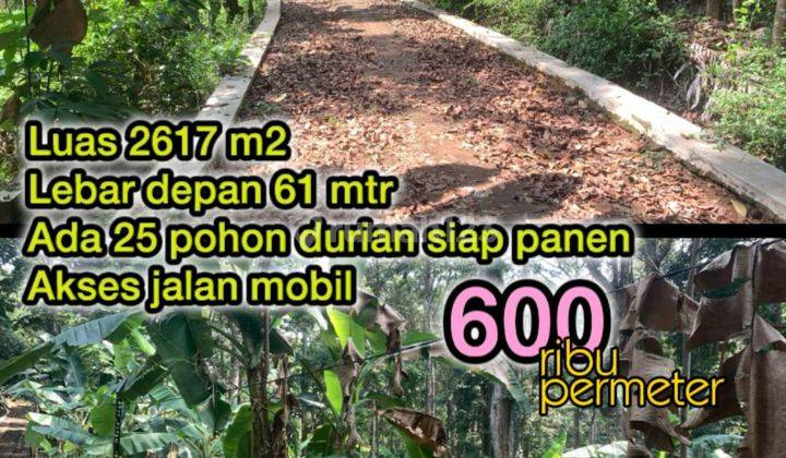 Kebun Durain Murah Mangunsari Unnes Gunungpati 1