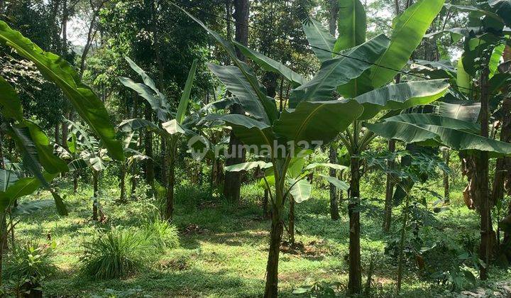 Kebun Durain Murah Mangunsari Unnes Gunungpati 2