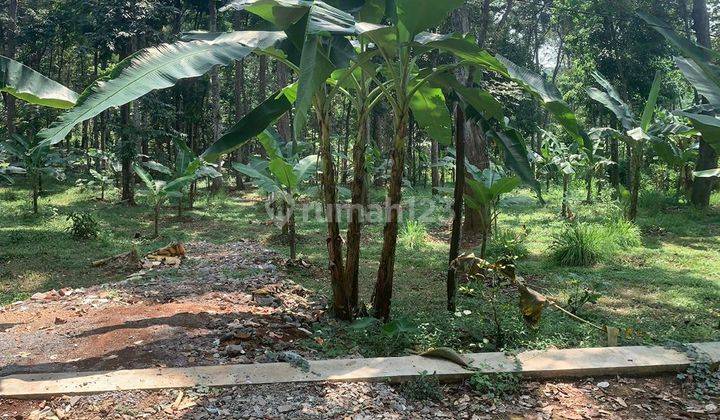 Kebun Durain Murah Mangunsari Unnes Gunungpati 2