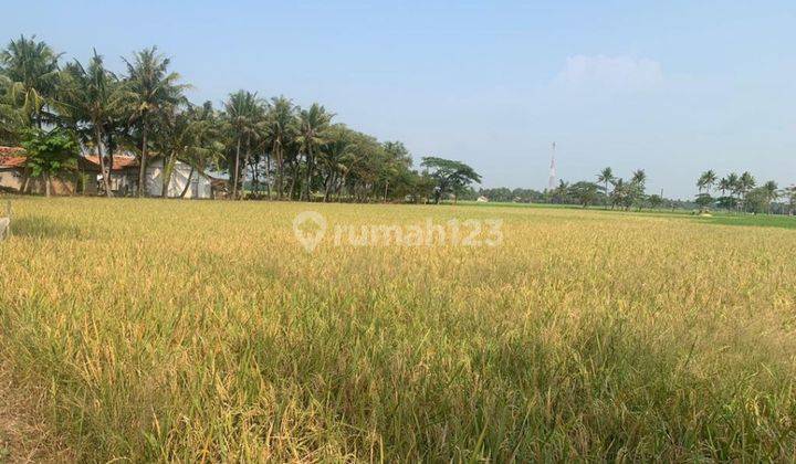 Di jual tanah sawah cocok untuk perumahan atau inves 1