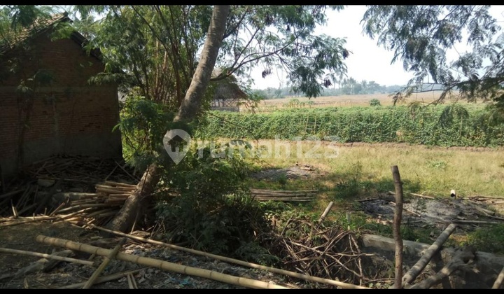 Di jual tanah sawah cocok untuk perumahan atau inves 6