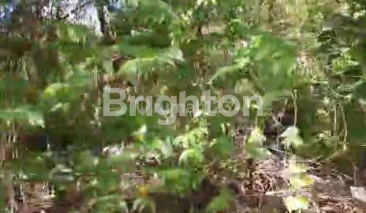 Land in the Villa Taman Sari Krobokan Bali area is very premium, size 450 m2.