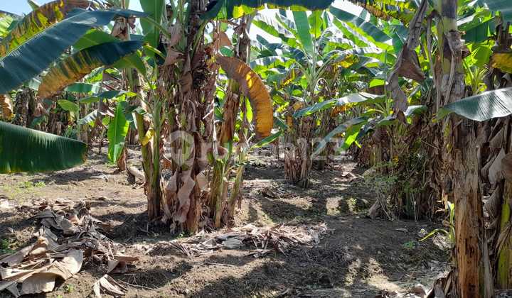 Tanah di jl. Imam Suprapto Tembalang 17203 m² SHM 2