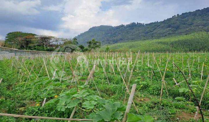 Tanah Luas Kawasan Perkebunan View Menakjubkan Dijual di Maribaya Lembang Bandung Barat 3