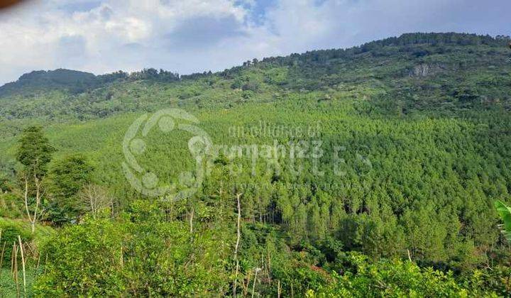 Tanah Luas Kawasan Perkebunan View Menakjubkan Dijual di Maribaya Lembang Bandung Barat 1