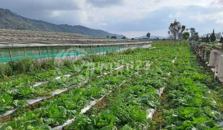 Tanah Luas Kawasan Perkebunan View Menakjubkan Dijual di Maribaya Lembang Bandung Barat 4