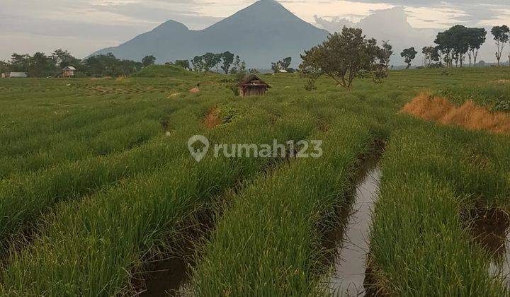 Dijual Tanah Lokasi Istimewa di Pacet Jawa Timur 1