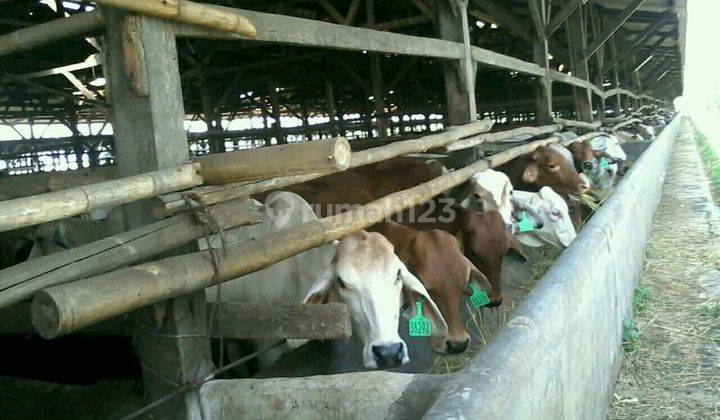 Dijual Peternakan Sapi Potong Impor Ex Autralia Tanah Bangunan  2