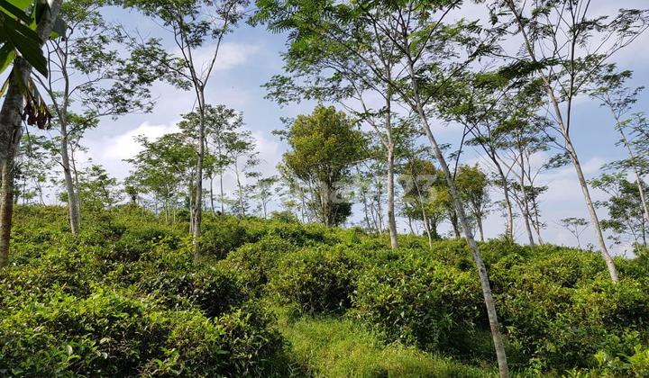 Dijual Tanah Perkebunan Pasir Arum, Kanoman, Cibeber - Cianjur, Jawa Barat Dekat Kawasan Wisata Gunung Padang Dijual Tanah Perkebunan Pasir Arum, Kanoman, Cibeber - Cianjur, Jawa Barat Dekat Kawasan Wisata Gunung Padang