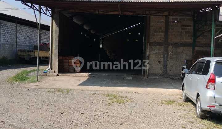 Dijual Ternak Ayam Petelur di Rumpin
