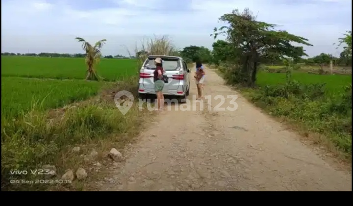 Price Reduced for Quick and Cheap Sale: Rice Field by the Roadside in West Kerawang