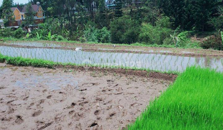 Tanah Sawah di Puncak kota bunga 7730 m² view bagus 2