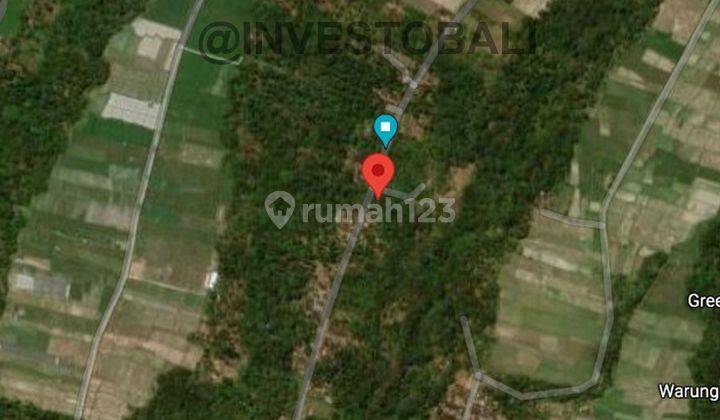 1.2 Hectare Plantation Land in Penebel Tabanan 2