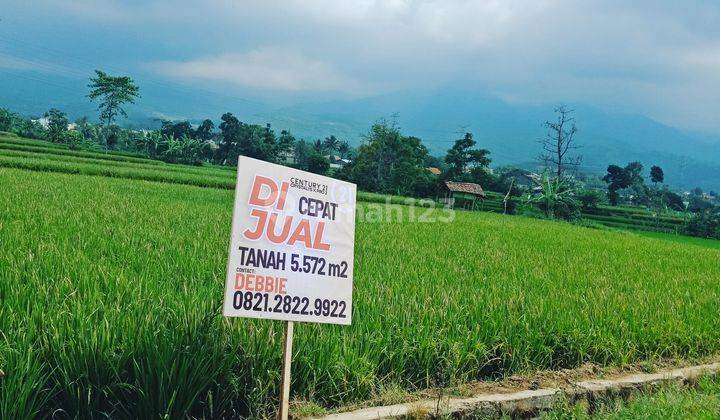 Turun Harga Sawah Bagus Produktif 1