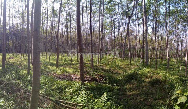 Dijual tanah Luas murah bawah bukit Ronggo sangat cocok untuk peternakan 2