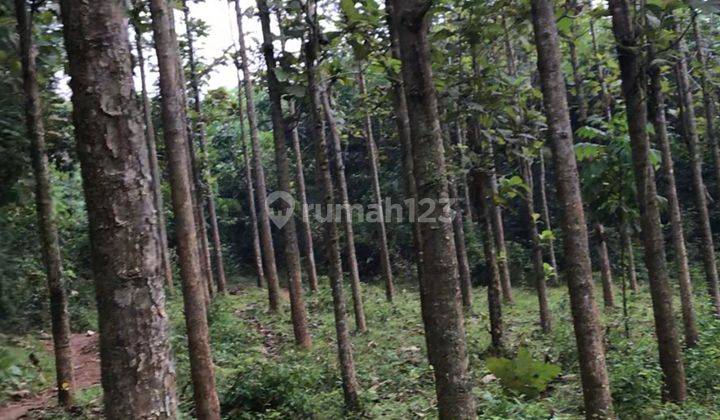 TANAH DI CURUGBITUNG SHM 12.350 M2, LEBAK BANTEN MURAH 1