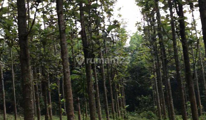 TANAH DI CURUGBITUNG SHM 12.350 M2, LEBAK BANTEN MURAH 3