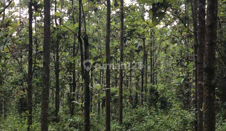 TANAH DI CURUGBITUNG SHM 12.350 M2, LEBAK BANTEN MURAH 4