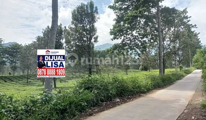 Di Jual Cepat Tanah Luas dengan View Pemandangan Kebun Teh di Puncak Cisarua Bogor