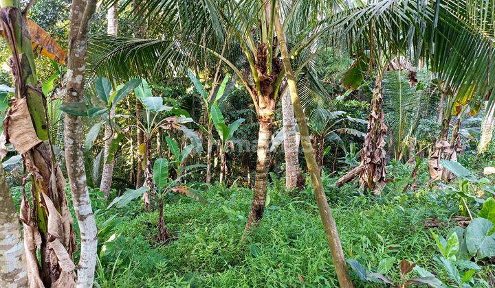 Di jual Tanah kerambitan  Tabanan bali 2